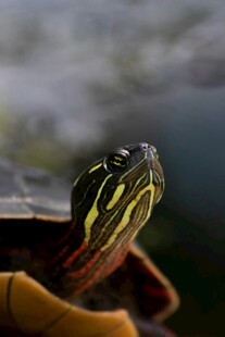 抬头的彩色花纹乌龟