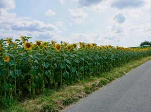 路边向日葵田风景如画