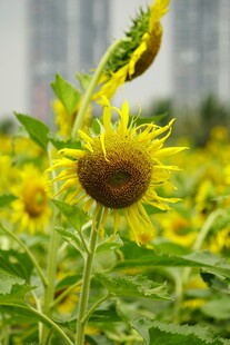 向日葵花海绽放生机