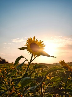 夕阳下的向日葵花田