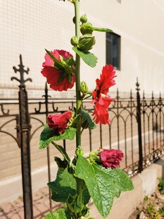 铁艺围栏旁的艳丽蜀葵花