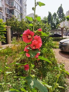 路边绽放的艳丽红色花朵