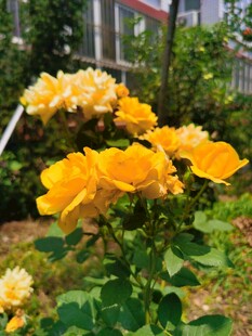 花园中绽放的黄色月季花