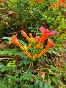 鲜艳喇叭花绽放于草丛