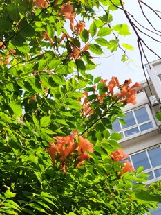 绿叶间绽放的橙红色花朵