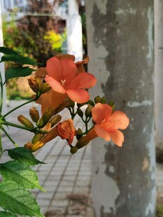 娇艳凌霄花绽放于墙边