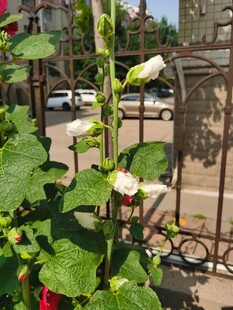 蜀葵花绽放于庭院角落