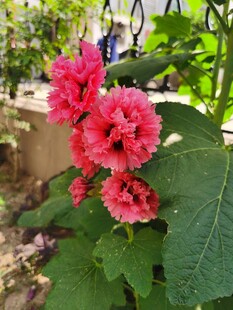 娇艳红蜀葵绽放绿叶间