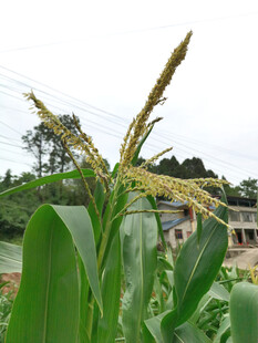 玉米天花