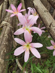 水仙花