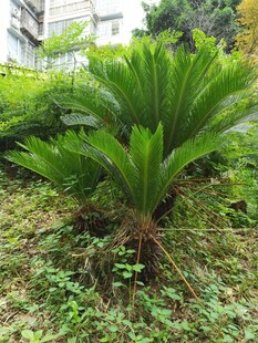 铁树