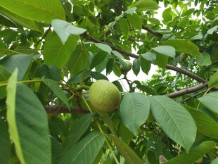 青核桃
