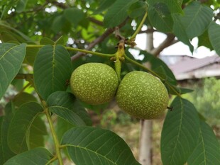 青核桃