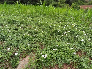 一片牵牛花
