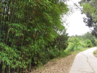 乡间小路