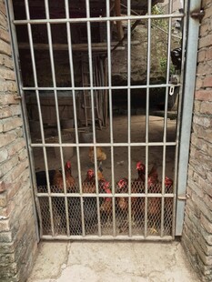 鸡舍