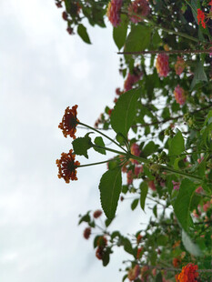 花枝