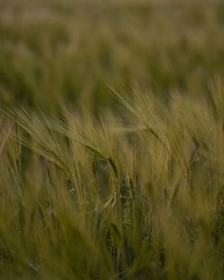 金黄麦田 麦浪轻拂