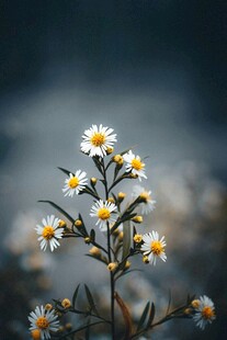 清新雏菊绽放于自然间