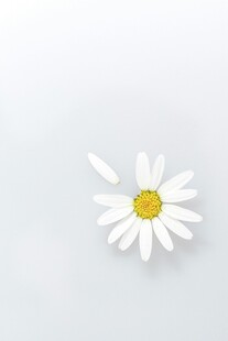 单朵小白菊特写