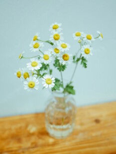 玻璃花瓶中的清新小雏菊