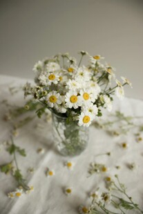 玻璃花瓶中的清新小雏菊