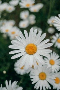 清新雏菊绽放