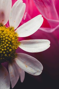 白色雏菊特写