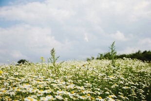 夏日雏菊田的清新景致