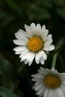 清新小白菊绽放
