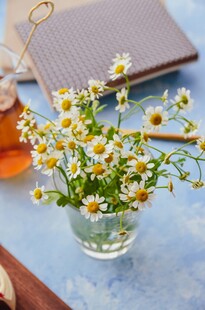 玻璃花瓶中的清新小雏菊