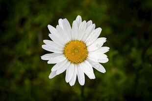 白色雏菊特写