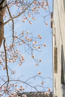 春日玉兰映建筑