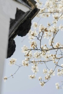 玉兰花映古建