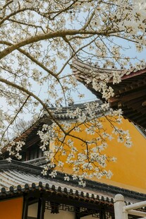 樱花映古建的春日美景