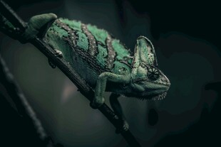 树枝上的绿色变色龙