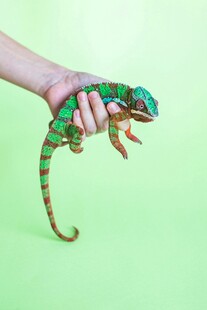 手托多彩变色龙