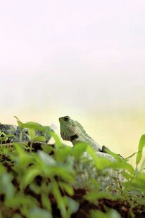 绿叶间的蜥蜴