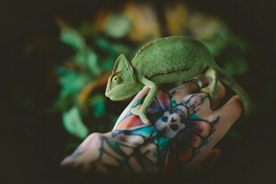 手托变色龙