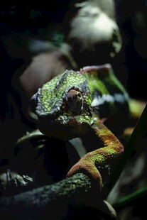 变色龙特写 色彩斑斓身姿