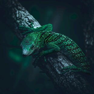 树枝上的翠绿蜥蜴
