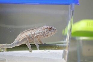玻璃缸中的浅色小蜥蜴
