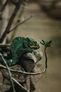 树枝上的绿色变色龙