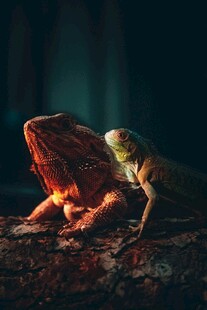 暗光下的两只蜥蜴