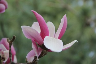 娇艳玉兰花绽放枝头
