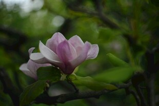 娇艳玉兰花绽放枝头