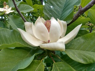 盛开的白色玉兰花