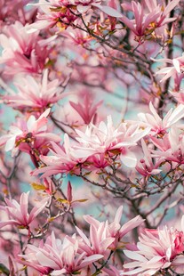 玉兰花枝绽放美丽瞬间