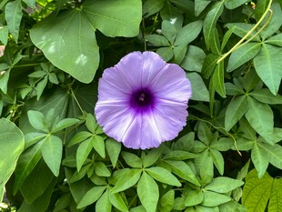 紫色牵牛花绽放绿叶间