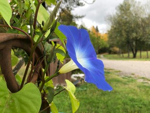蓝花绿叶于户外景致中